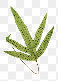 Polypodium Peltideum fern leaf illustration transparent png
