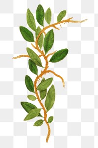 Polypodium Owariense fern leaf illustration transparent png