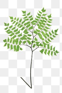 Adiantum Trapeziforme fern leaf illustration transparent png
