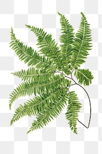 Adiantum Curvatum fern leaf illustration transparent png