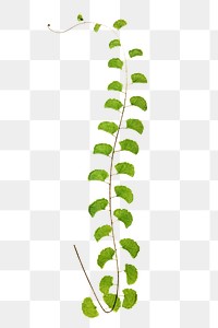 A. Lunulatum fern leaf illustration transparent png