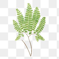 Adiantum Pedatum (Northern Maidenhair Fern) fern leaf illustration transparent png