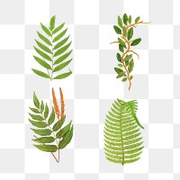 Set of fern leaves transparent png