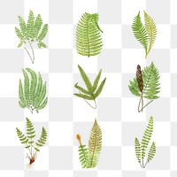 Set of fern leaves transparent png