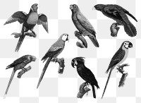 Black and white parrot illustration png