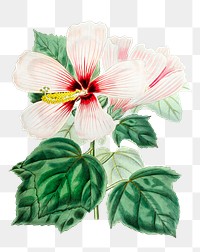 Pink hibiscus flower png vintage botanical illustration