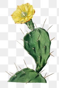 Vintage opuntia blooming illustration png sticker