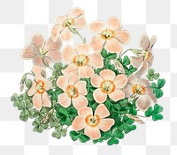 Summer flower pink oxalis png vintage illustration