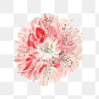 Blooming rhododendron flower png illustrated