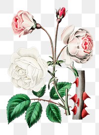 White rose blossom png illustration hand drawn
