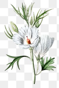 White hibiscus flower png vintage botanical illustration