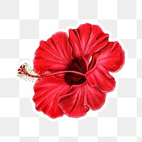 Vintage blooming hibiscus png sticker