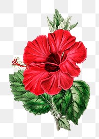 Summer flower rose mallow png vintage illustration