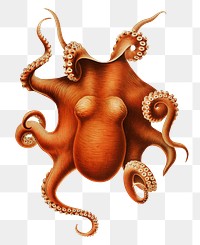 Octopus png sticker, sea life illustration on transparent background, remasterd by rawpixel