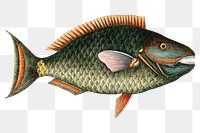 Vintage fish png sticker, aquatic animal surreal illustration, remix from the artwork of Mark Catesby