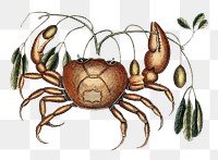 Ancient crab png sticker, aquatic animal surreal illustration,  remix from the artwork of Louis Renard