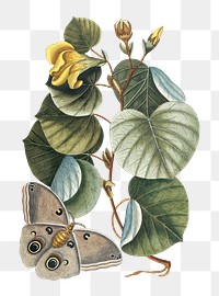 Vintage butterfly png sticker, botanical illustration, remix from the artwork of Mark Catesby