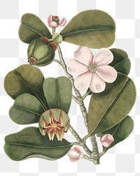 Vintage balsam tree png sticker, botanical illustration, remix from the artwork of Mark Catesby