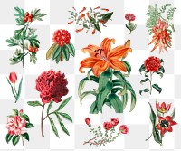 Summer flowers png illustrated vintage collection