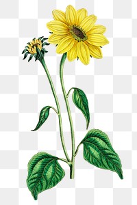 Summer flower yellow sunflower png illustrated