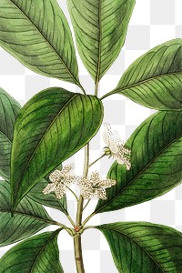 Tristania flower png white botanical vintage illustration
