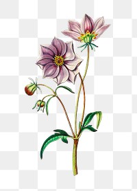 Blooming purple dahlia png hand drawn botanical illustration