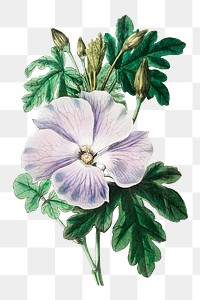 Purple hibiscus flower png vintage botanical illustration