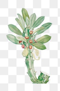 Euphorbia Neriifolia transparent png