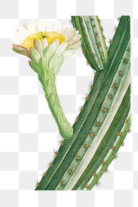 Cactus Opuntia transparent png