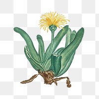 Mesembryanthemum Linguiforme transparent png