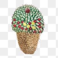 Cactus Mammillaria transparent png