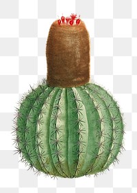 Cactus Melocactus transparent png