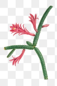 Cactus Flagelliformis transparent png