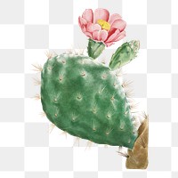 Cactus cochenillifer vintage transparent png wall art print and poster design remix from the original artwork by Pierre-Joseph Redout&eacute;.