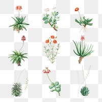 Set of succulents and cacti transparent png