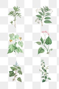Set of succulents and cacti transparent png