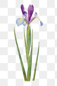 Vintage Iris flower illustration transparent png