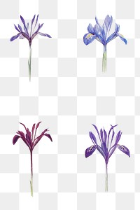 Vintage Iris flower illustrations collection transparent png