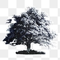 Vintage oak tree illustration transparent png