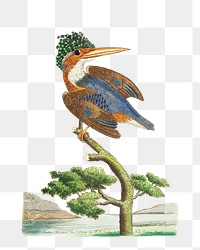 Png sticker crested kingfisher vintage clipart