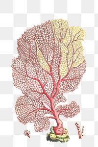 Png coral fan gorgonia vintage clipart