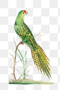 Png sticker ground parrot vintage graphic