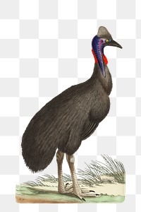 Png sticker black cassowary vintage graphic