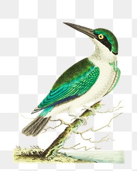 Png sticker bird green headed kingfisher