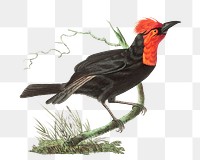 Png sticker bird malimbic tanager illustration