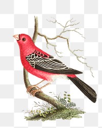 Png sticker bird greater bulfinch vintage clipart