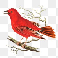Png sticker bird mississippi tanager vintage illustration