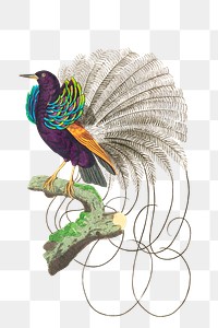 Png sticker bird vaillantian paradise clipart