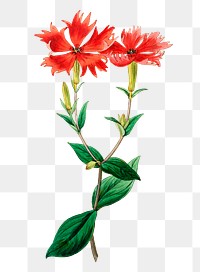 Red lych blossom png illustration hand drawn