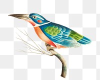 Png sticker blue kingfisher bird illustration